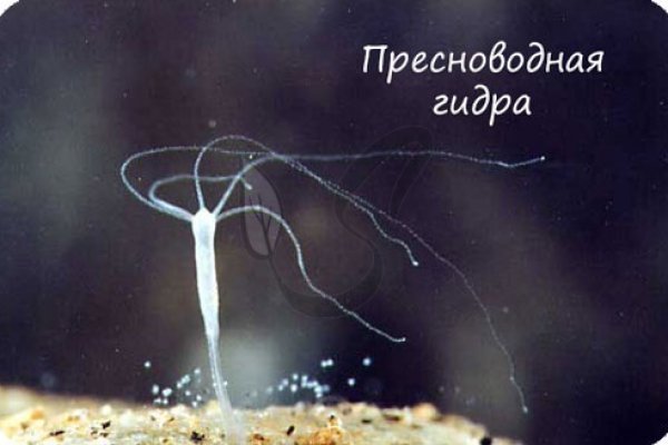Ссылки на кракен at