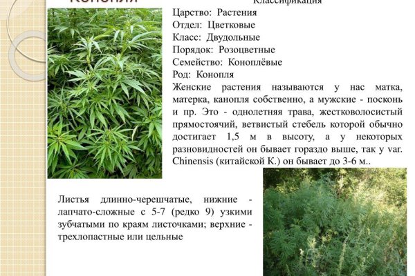 Кракен онион тор